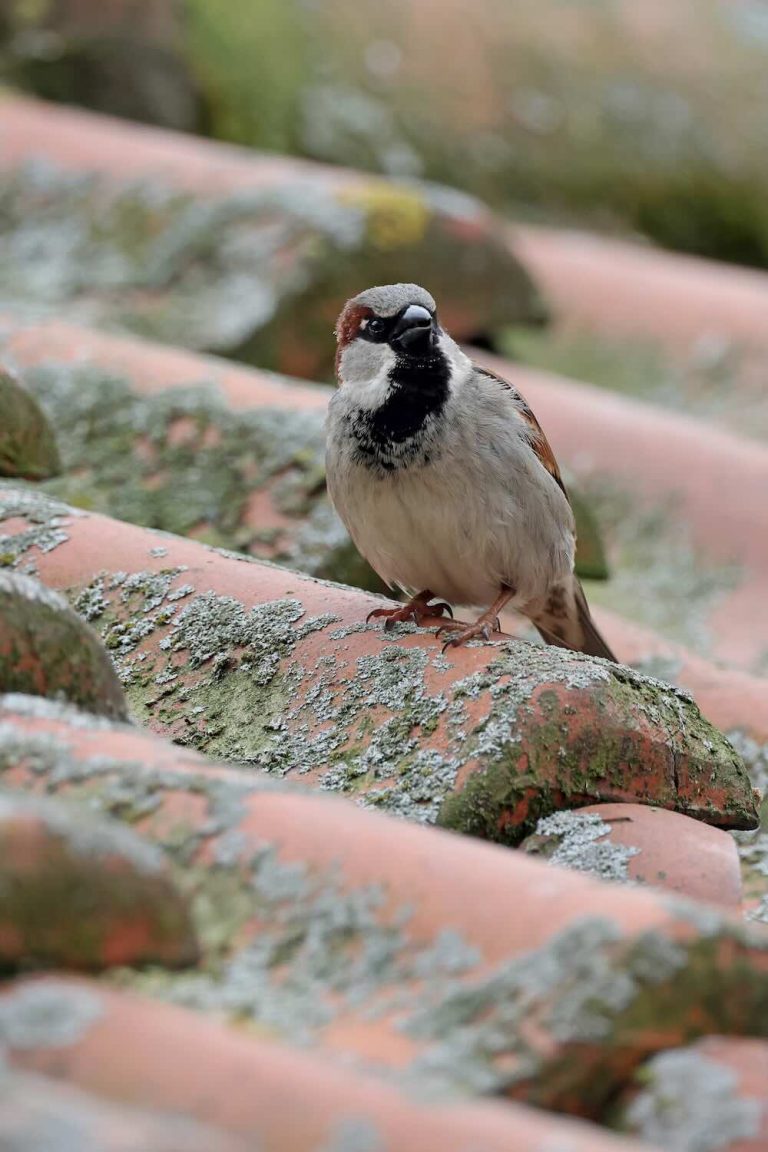 Vogelwering aanbrengen, Van Uden Dakwerken
